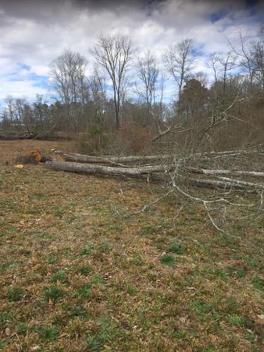 More trees cut down on the vineyard waiting to be cleared.